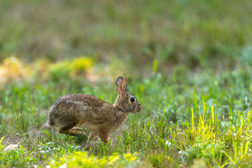 Side view of a running Eastern Cottontail Rabbit (Sylvilagus floridanus) in Michigan, USA.