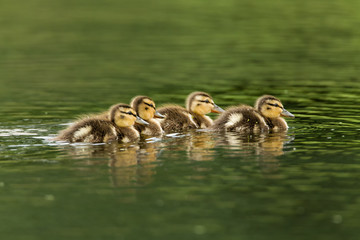 Mallard duck ducklings on green water, taken in southern MN in the wild