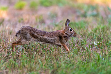 Side view of a running Eastern Cottontail Rabbit in Michigan, USA.