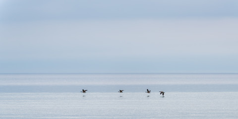 Four Canada Geese (Branta canadensis) fly low over Lake Michigan, USA.