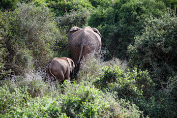 Addo NP South Africa