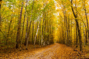 Yellow dominates the Autumn colors on a curving dirt road in Michigan.