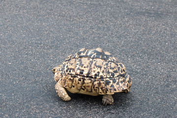 Leopardenschildkröte auf einer Straße im Krüger Nationalpark