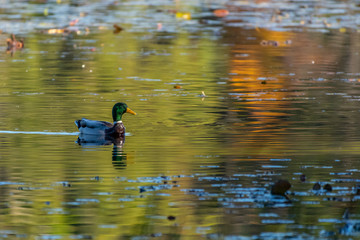 Drake Mallard Duck swimming in water reflecting fall colors of nearby trees.