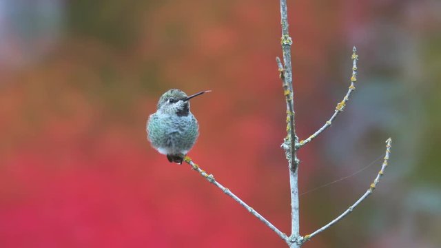 A young Anna's hummingbird resting on a branch in autumn, sticking it's long tongue out, defecates, and looks around. bright fall colors in the background.