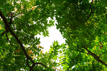 Top view with tree branch and blue sky