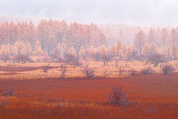 秋の小田代原 草紅葉と貴婦人