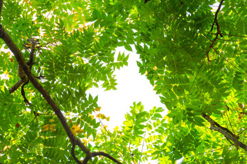 Top view with tree branch and blue sky