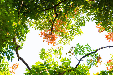 Top view with tree branch and blue sky