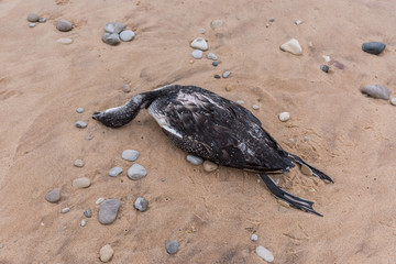 Dead non-breeding or immature Common Loon(Gavia immer)  on beach in October in Northern Michigan, USA. Cause of death unknown.