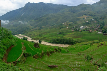 Fototapeta premium lush green rice fields in sapa vietnam