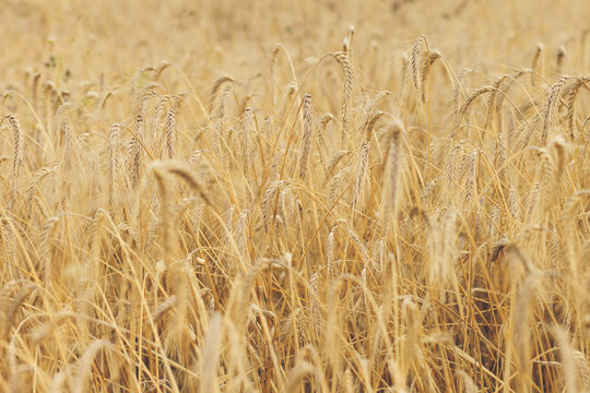 Field of dry millet