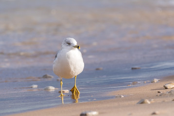 Ring-Billed Gull (Larus delawarensis) in the surf on the shore of Lake Michigan.