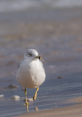 Ring-Billed Gull (Larus delawarensis) in the surf on the shore of Lake Michigan.