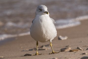 Obraz premium Ring-Billed Gull (Larus delawarensis) in the surf on the shore of Lake Michigan.