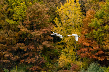 Two Mute Swans (Cygnus olor) flying past trees in fall orange and yellow colors. Michigan, USA.