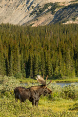 Moose in mountains taken in central Colorado.