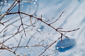branch in snow