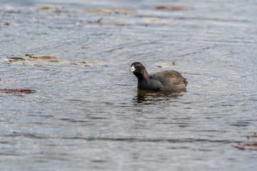Fototapeta premium American Coot (Fulica americana) swimming and looking toward the sky. 