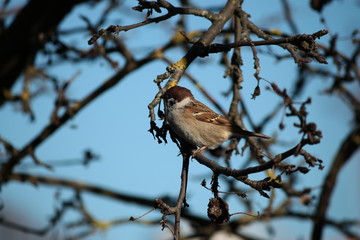 sparrow on branch of tree  bird, nature, wildlife, tree, branch, sparrow, animal, birds, beak, wild, feathers, sky, robin, brown, winter, spring, blue,