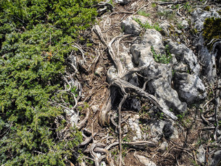 Freakish wriggling root on quaint stone. Green coniferous bush near the trail.