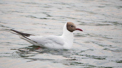 Seagull