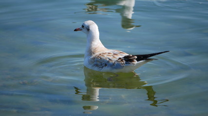 Seagull in the water