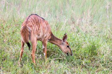 Südafrika Safari