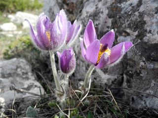 Butiful pasque-flower violet flower blooming among the stones in spring closeup.