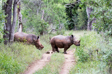 Zwei schwarze Nashörner auf einem Weg durch die Buschlandschaft in Südafrika