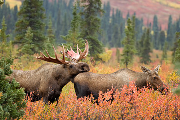 Moose male courting (mating) female in Denali NP Alaska