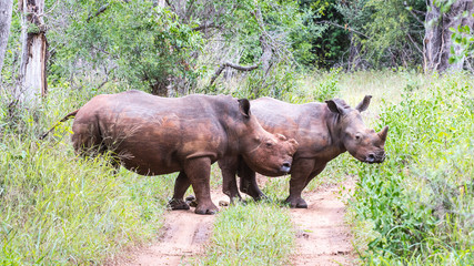 S&uuml;dafrika Safari