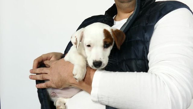Adult doctor in in a blue vest holds jack russell terrier puppy in his arms. Puppy chews master's finger