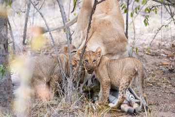 Löwenrudel mit Babys fressen ein Zebra in Südafrika