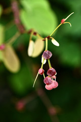 Tropical flower from a climber plant