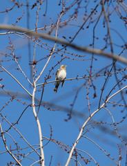 Fieldfare (Turdus pilaris) sitting on bare spring branches against clear blue sky