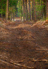 Middle European Forestry
