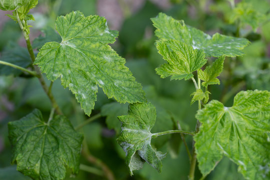 Black currant diseases.Powdery mildew-a greyish powder affecting blackcurrant bushes.