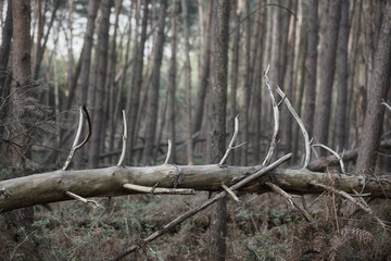 Forest After Storm
