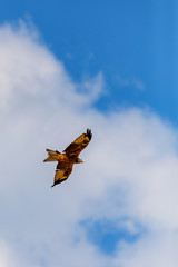Rotmilan im Flug