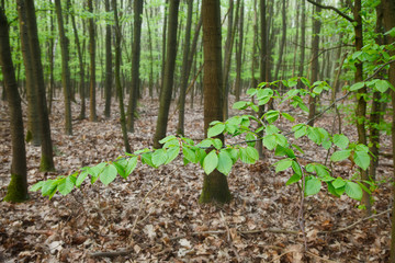 Fresh Leafs In Forest