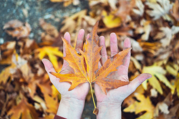 Autumn Fall Background with maple leaves and hand