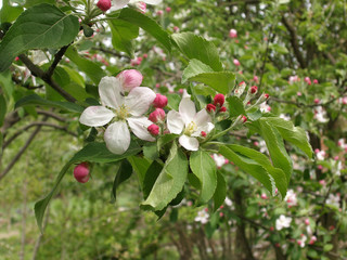 In the garden, apple trees bloomed. Spring collorites.