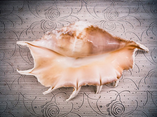 Closeup top view of one light white orange seashell on grey table background.