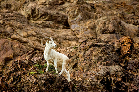 Dall Sheep,  Ovis dalli on mountain