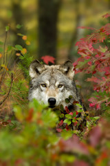 Gray  Wolf in fall colors taken in central MN under controlled conditions