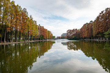 Fototapeta premium 秋の別所沼公園 さいたま市南区