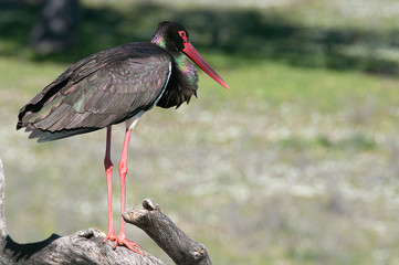 Black stork (Ciconia nigra), resting on a trunk
