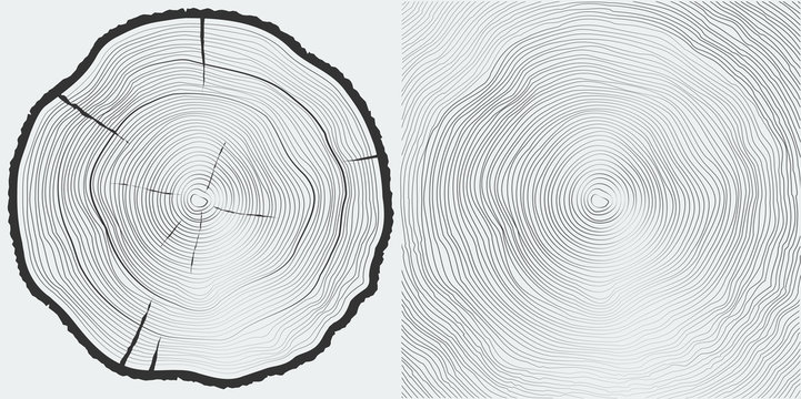 Vector sawcut tree trunk and tree-rings background