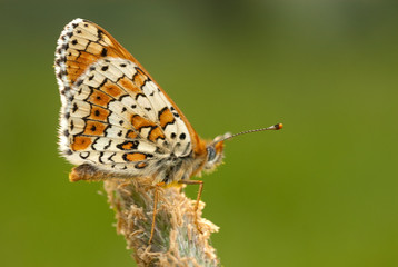 Close-up of a knapweed fritillary (Melitaea phoebe), spain